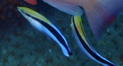 Labroides dimidiatus