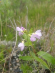 Papilio machaon aliaska