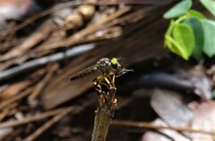 Ommatiini