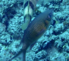 Chromis