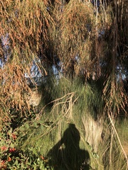 Casuarina cunninghamiana