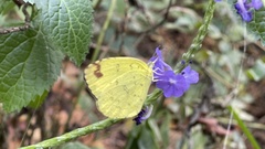 Eurema blanda arsakia