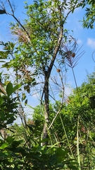 Melodinus suaveolens