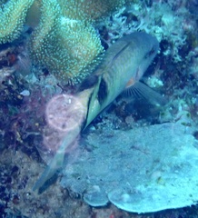 Parupeneus multifasciatus