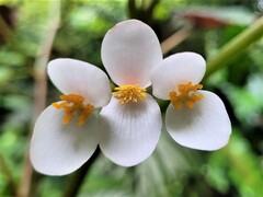 Begonia comorensis image