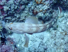 Cephalopholis urodeta