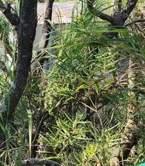 Acacia confusa