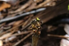 Ommatiini