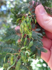 Acacia pubescens