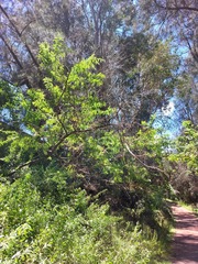 Acacia pubescens