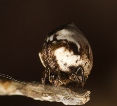 Phoroncidia sextuberculata