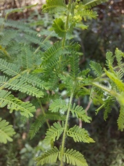 Acacia pubescens
