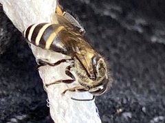 Apis andreniformis