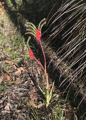 Anigozanthos manglesii
