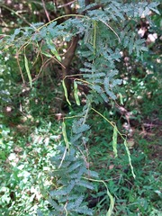 Acacia pubescens