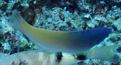 Halichoeres prosopeion