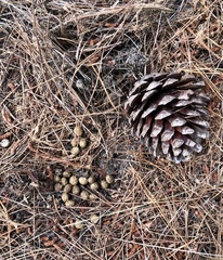 Oryctolagus cuniculus