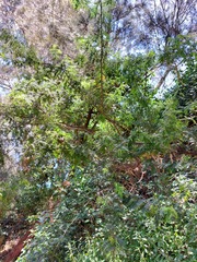 Acacia pubescens