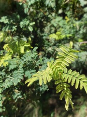 Acacia pubescens