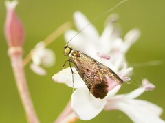 Nemophora