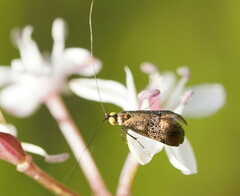 Nemophora