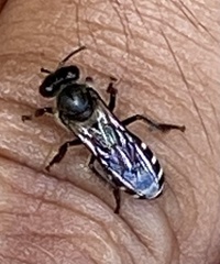 Apis andreniformis