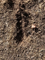 Oryctolagus cuniculus