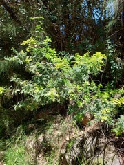 Acacia pubescens