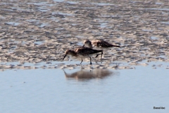Calidris tenuirostris
