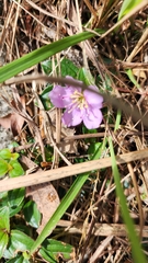 Melastoma dodecandrum