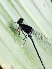 Onychargia atrocyana