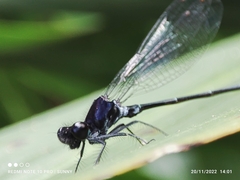 Onychargia atrocyana
