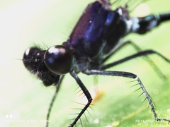 Onychargia atrocyana