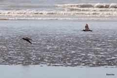 Calidris tenuirostris