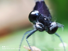 Onychargia atrocyana