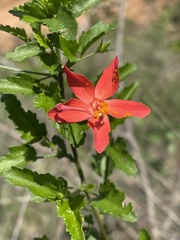 Hibiscus praeteritus