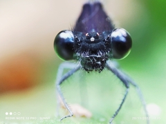 Onychargia atrocyana