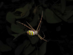 Argiope picta