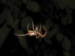 Argiope picta