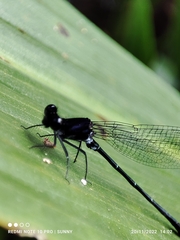 Onychargia atrocyana