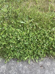 Trifolium glomeratum