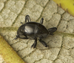 Trigonopterus