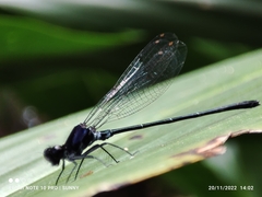 Onychargia atrocyana