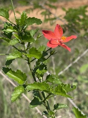 Hibiscus praeteritus