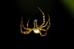 Argiope picta