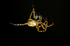 Argiope picta