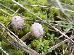 Tulostoma brumale