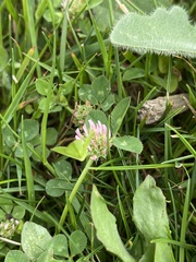 Trifolium glomeratum