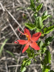 Hibiscus praeteritus