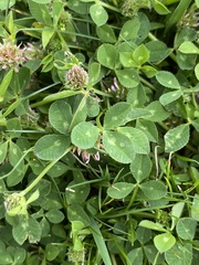 Trifolium glomeratum